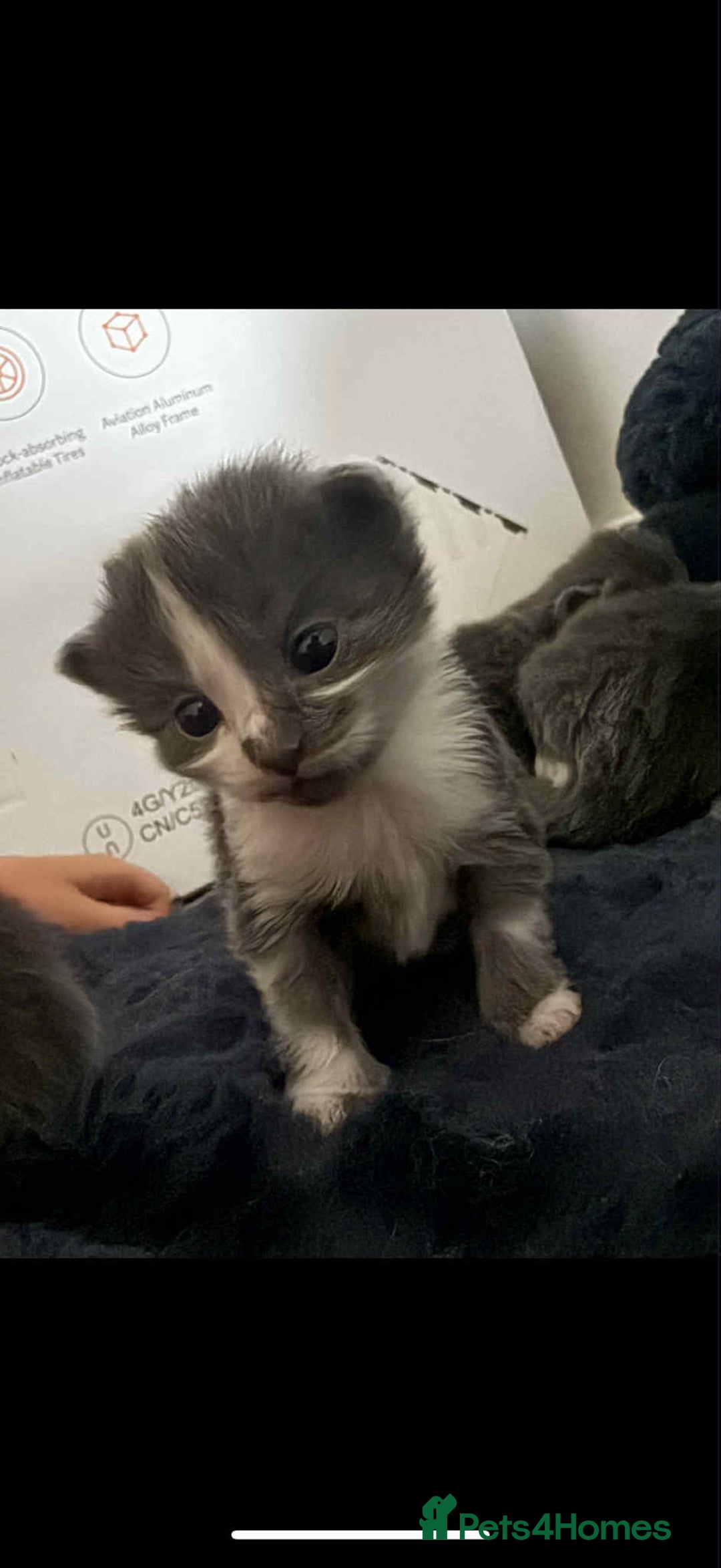 Domestic Shorthair cats for sale: 3 x female kittens  - Image 7