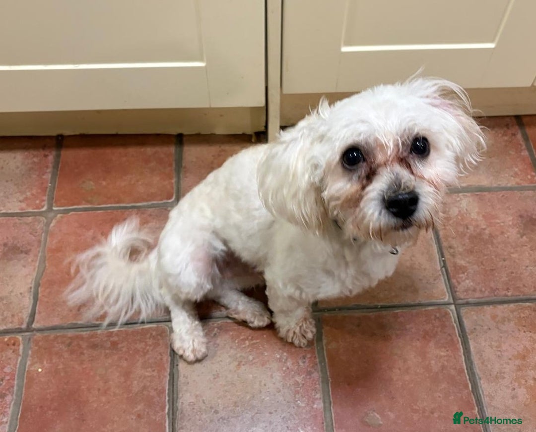 Lowchen dogs for adoption: 🐾 Meet BEAR — He is READY FOR A FRESH START 🧸 - Advert 14