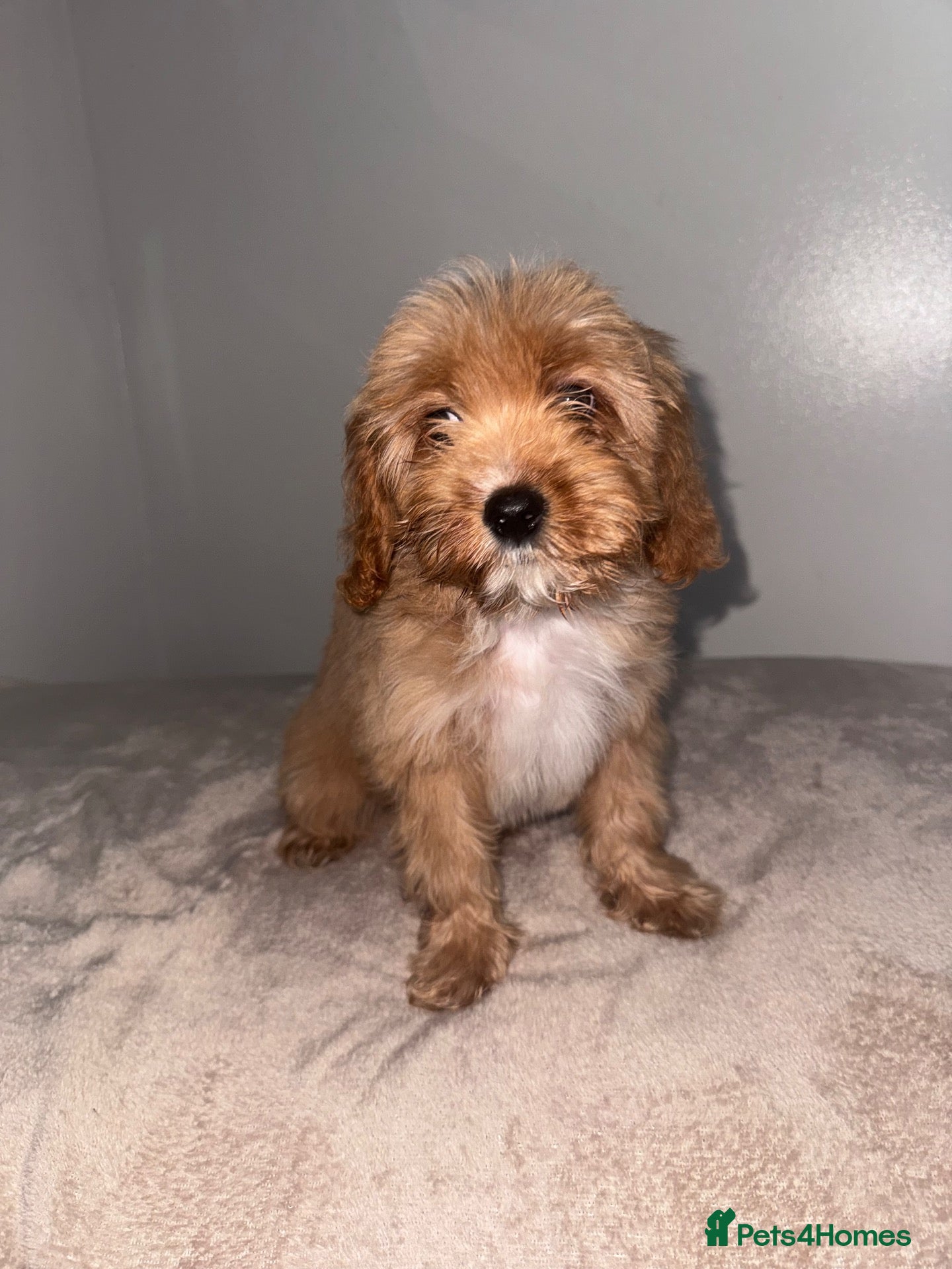 Cavapoo dogs Beautiful cavapoos - Advert 18