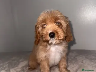 Cavapoo dogs Beautiful cavapoos - Advert 18