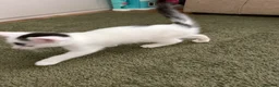 Mixed Breed cats for sale: Kittens  - Advert 12