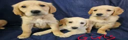 Golden Retriever dogs for sale: Golden retriever puppies in Seaham - Advert 2