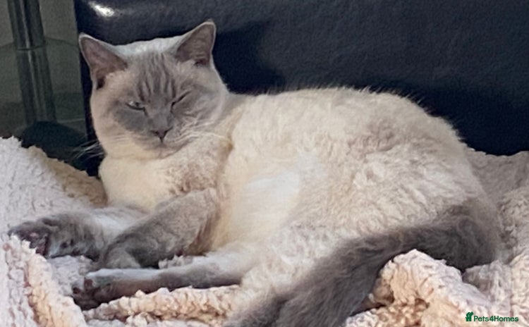 British Shorthair cats - Advert 15