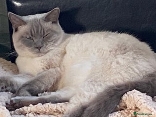 British Shorthair cats - Advert 15