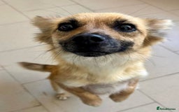 Mixed Breed dogs for adoption: Meet Foxi, currently residing in Northampton  - Image 5