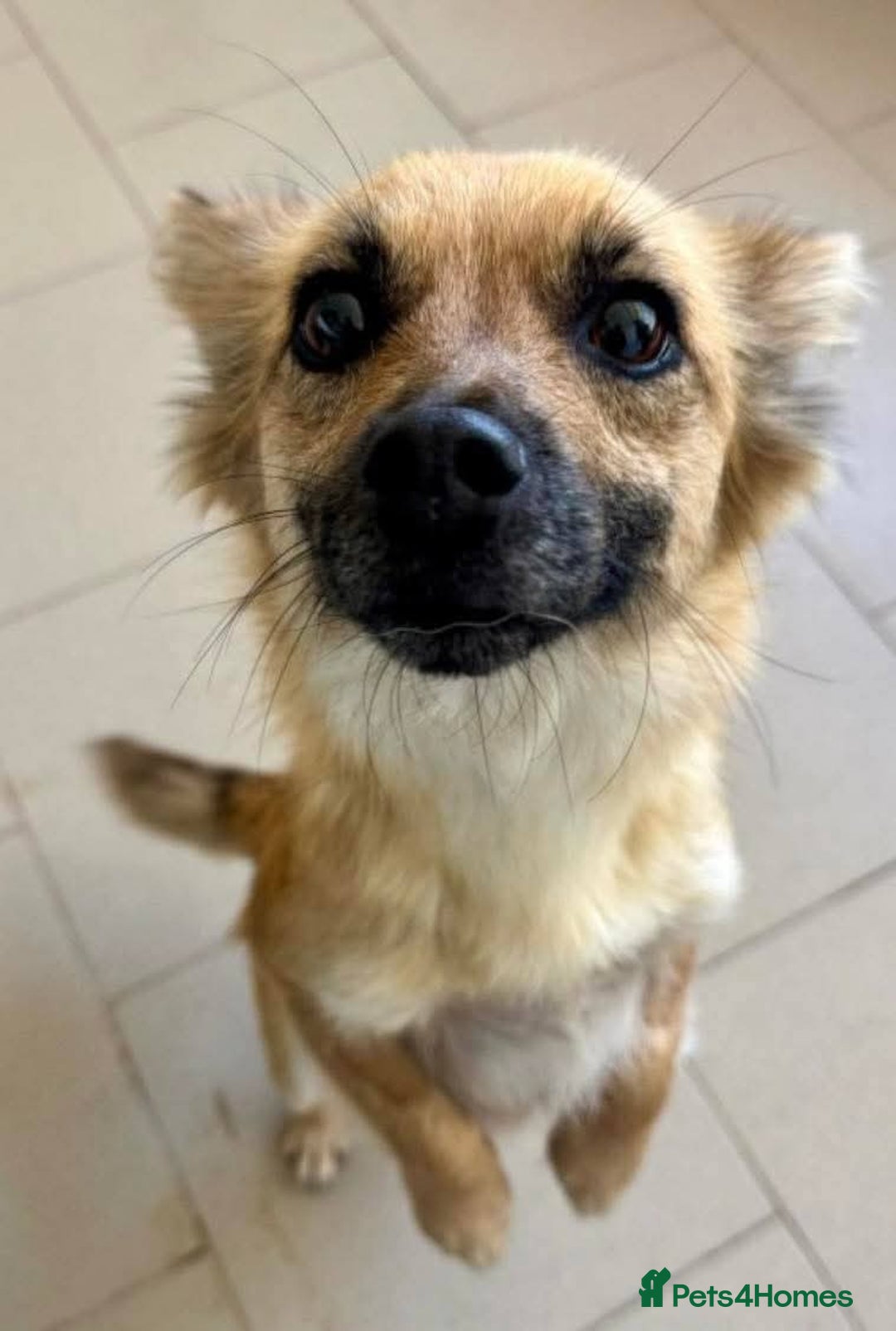 Mixed Breed dogs for adoption: Meet Foxi, currently residing in Northampton  - Image 5