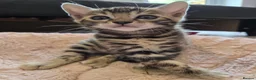 Bengal cats for sale: Pure Bengals Stunning Colour-ready for rezervation - Advert 33