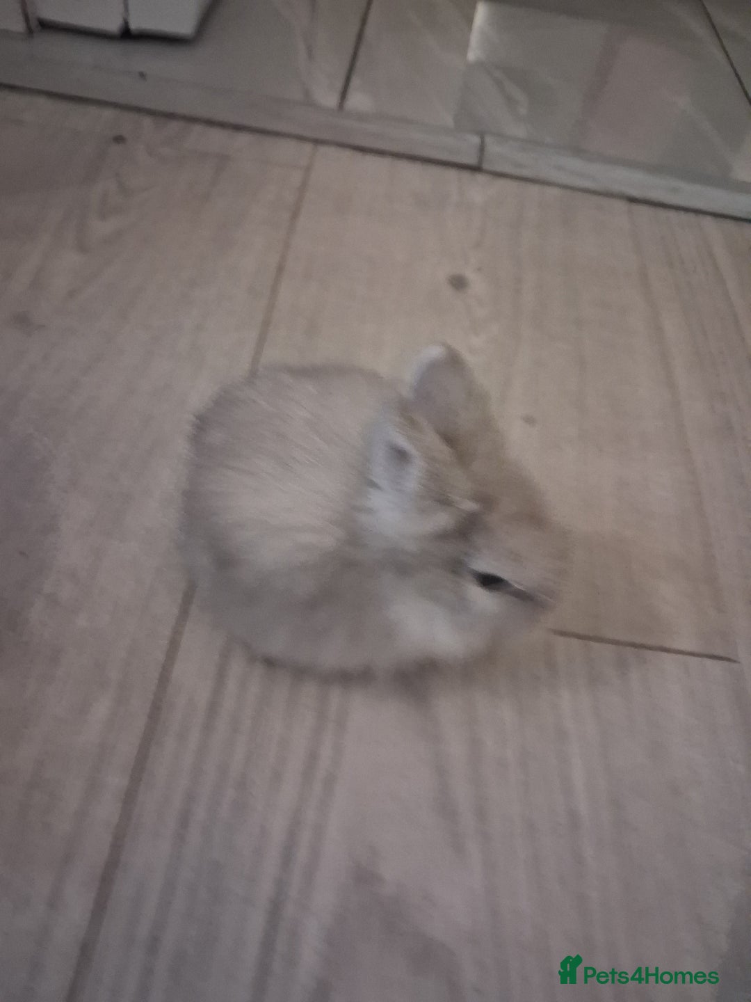 Lionhead rabbits for sale: Lionhead  - Advert 7