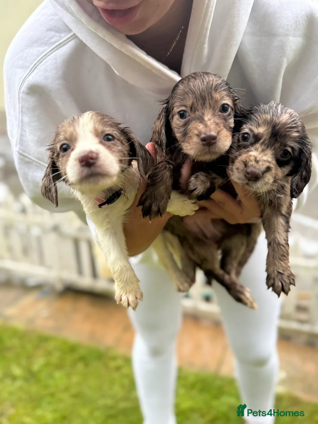 Sprocker dogs for sale: 8 F1 Sprocker spaniels  - Advert 12