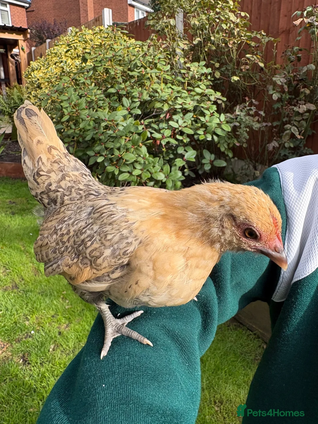 Chickens poultry for sale: Steam chickens for sale  - Advert 7