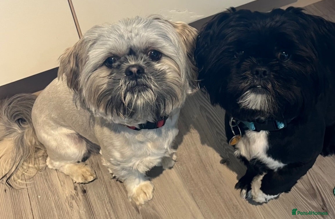 Shih Tzu dogs Super loving shitzhu brothers - Advert 9