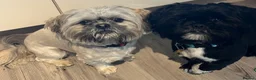 Shih Tzu dogs for sale: Super loving shitzhu brothers in Norwich - Advert 1