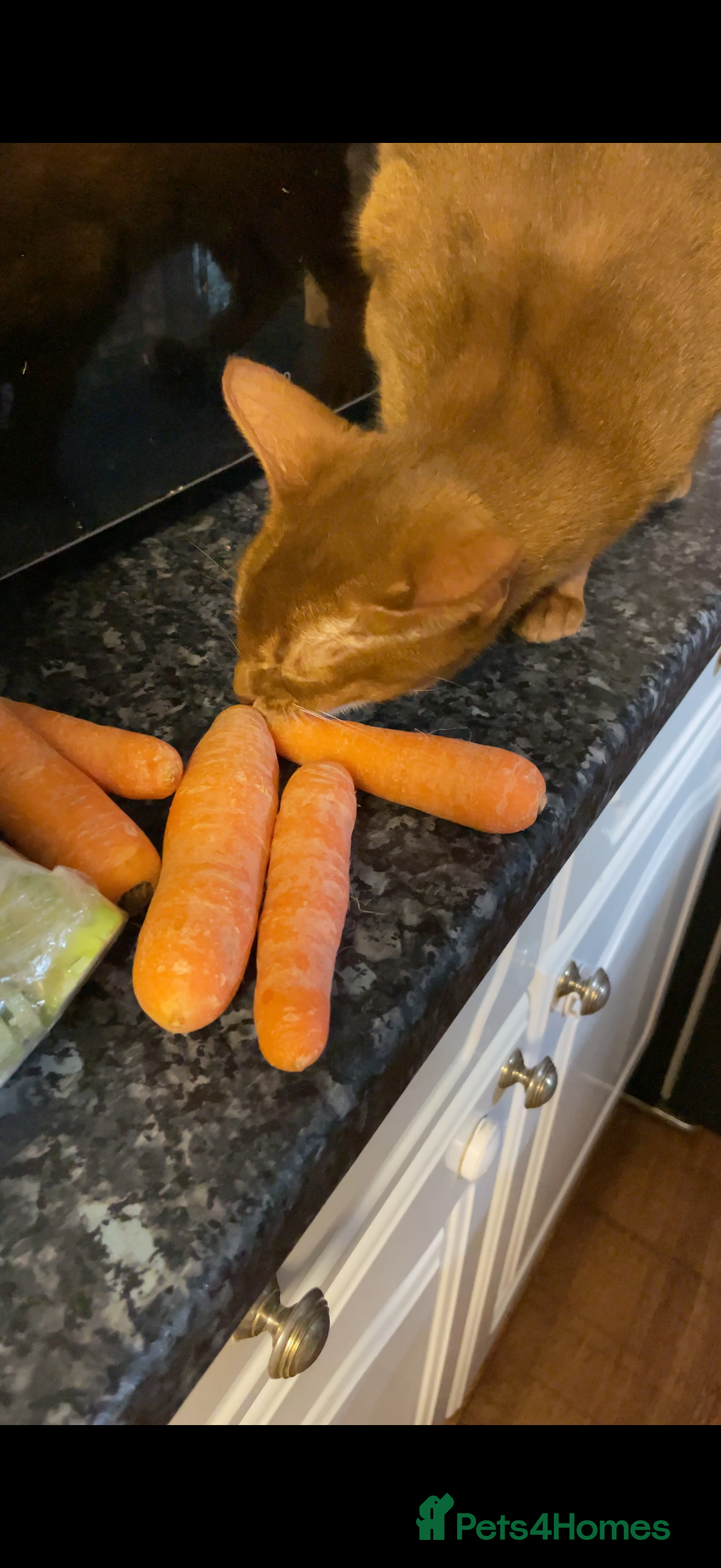 Abyssinian cats Abyssinian Female Cat for Sale - Advert 13