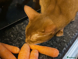 Abyssinian cats - Advert 1