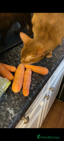 Abyssinian cats - Advert 1