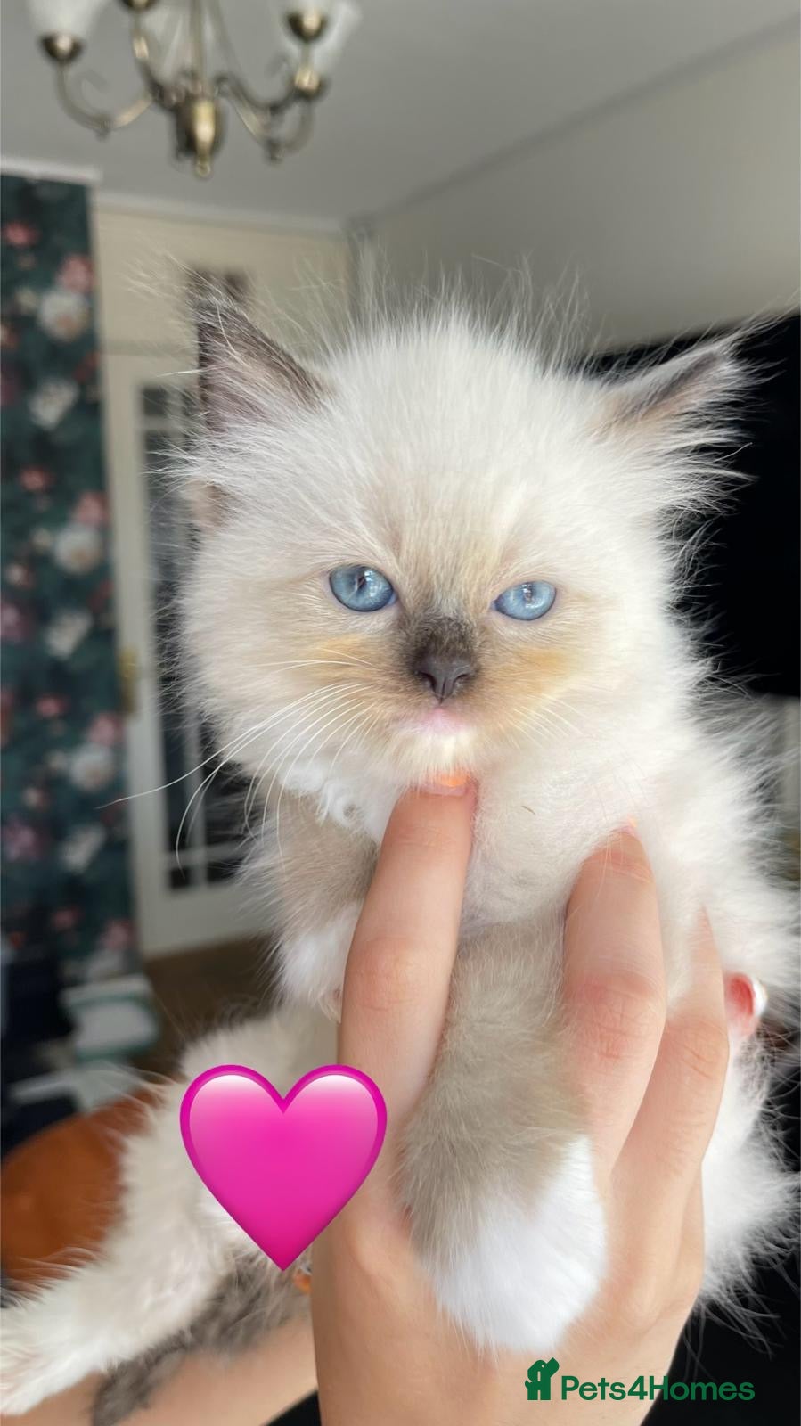 Ragdoll cats  ragdoll kittens (ready for collection) - Advert 1