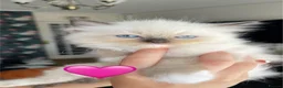 Ragdoll cats for sale: Bicolour ragdoll kittens - Advert 7