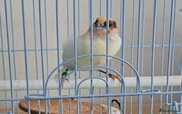 Canaries birds for sale: Stunning Canaries with cage - Image 6