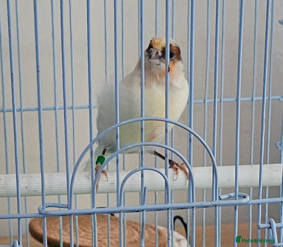 Canaries birds for sale: Stunning Canaries with cage - Image 6