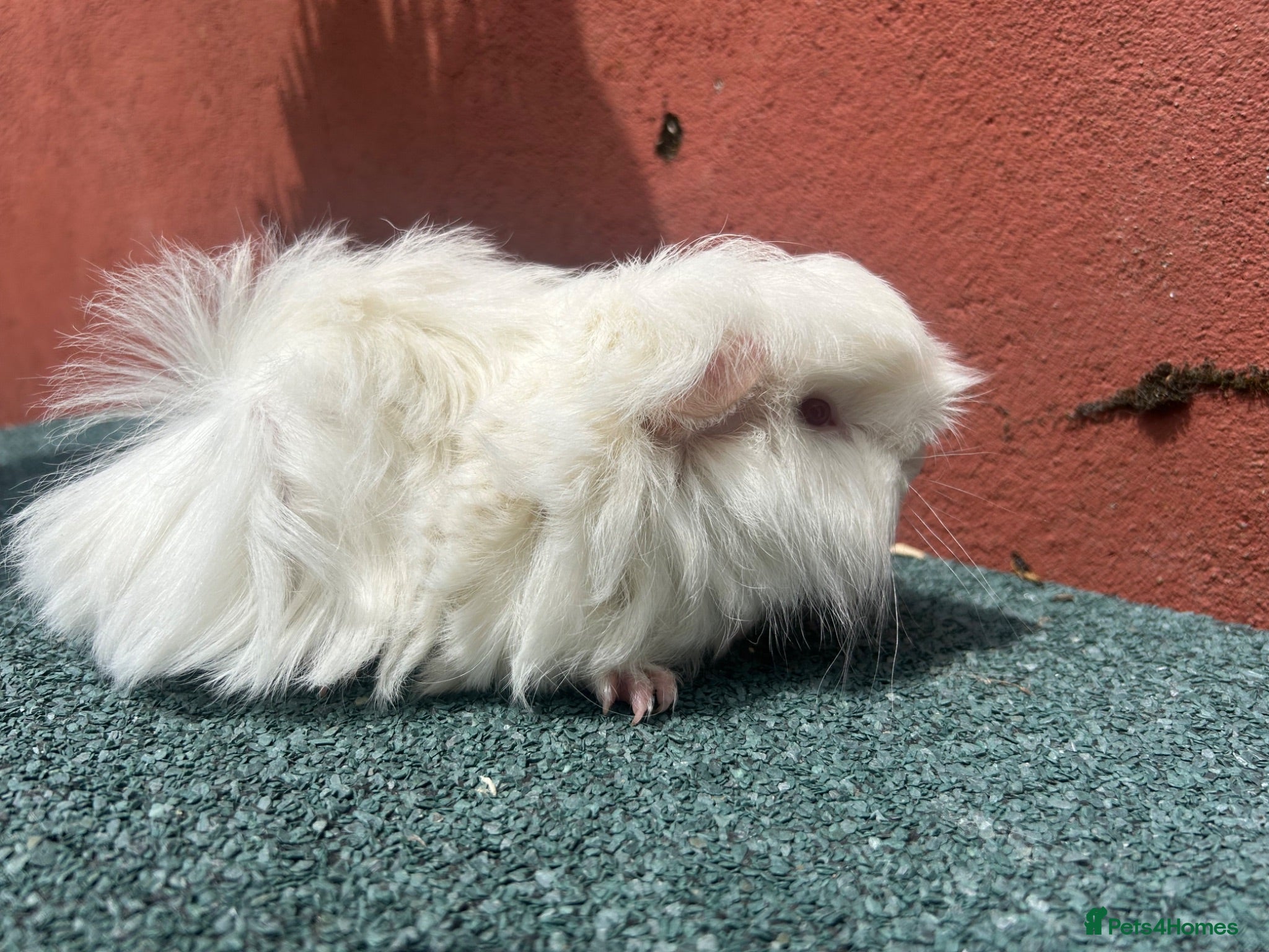 Guinea Pig rodents Baby Guinea pigs  - Advert 1