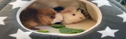Guinea Pig rodents for sale: Bonded teddy x Abyssinian males - Advert 4