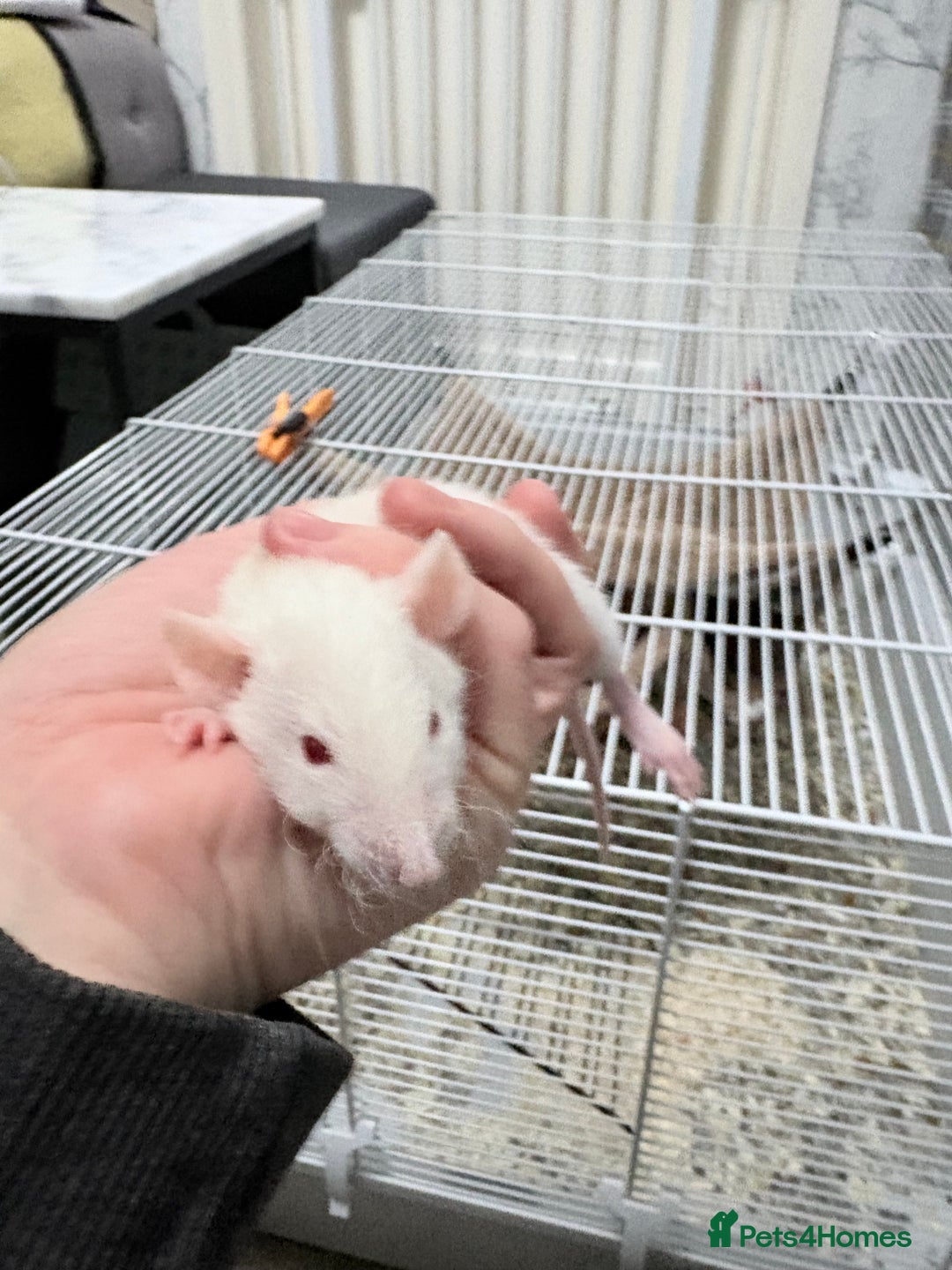 Rat rodents for sale: Beautiful male dumbo/husky baby rats - Advert 4