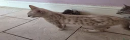 Mixed Breed cats for sale: savannah bengals - Advert 4