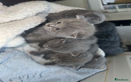 British Shorthair cats for sale: 5 remarkable British shorthairs  - Image 5