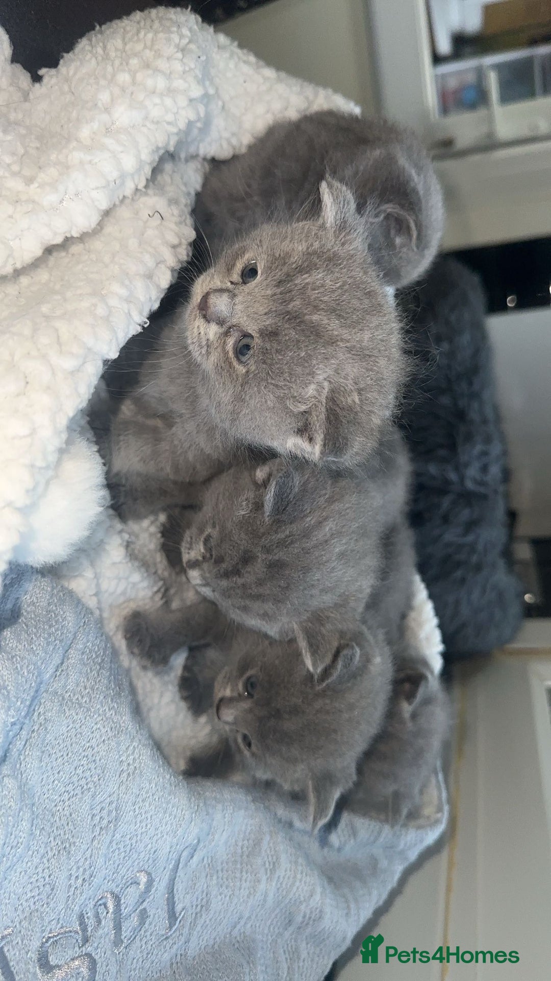 British Shorthair cats for sale: 5 remarkable British shorthairs  - Image 5