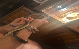 Snake reptiles for sale:  Aesculapian snake - Image 4