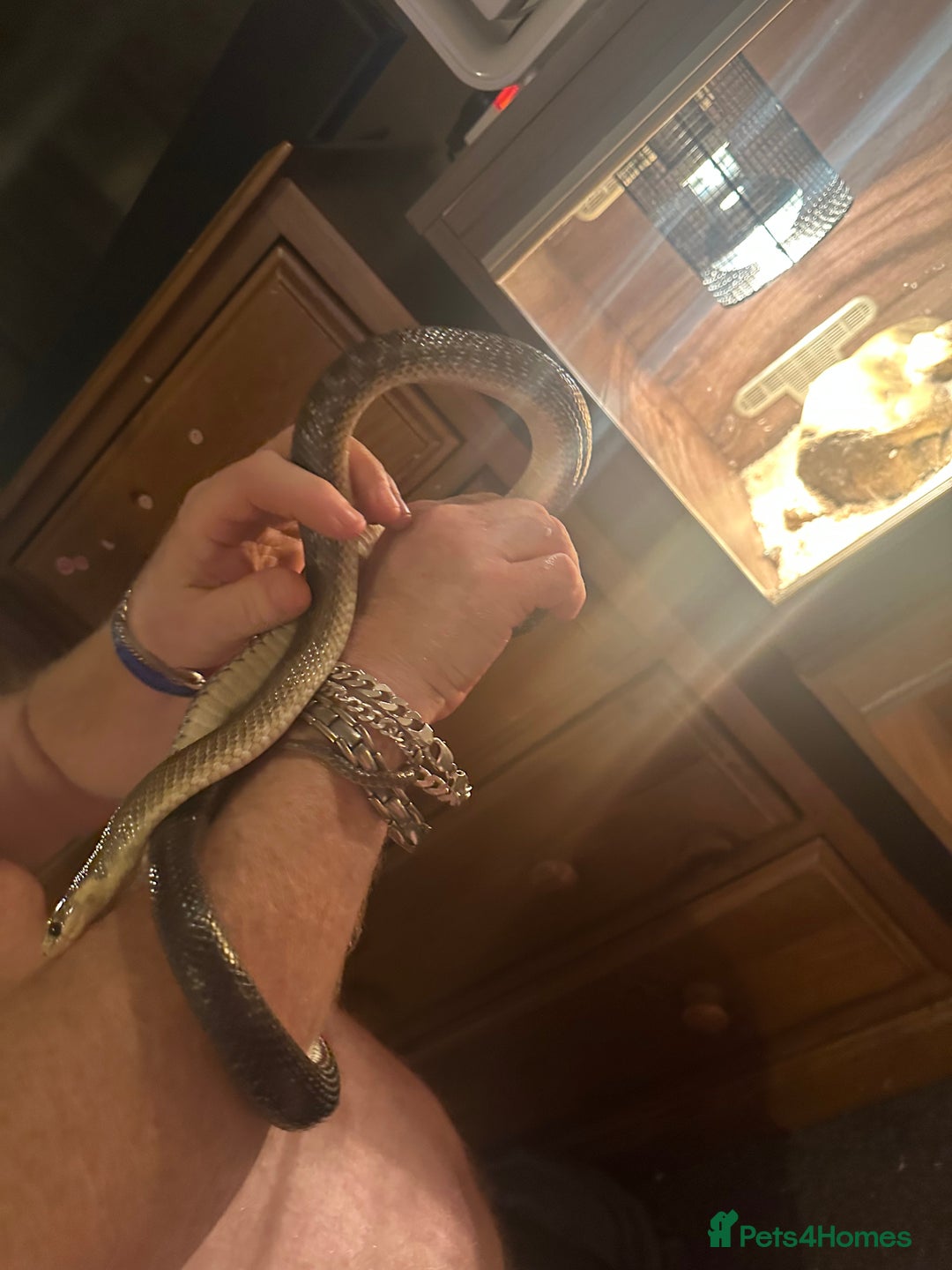 Snake reptiles for sale:  Aesculapian snake - Image 4