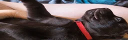 Labrador Retriever dogs for sale: Labrador Puppies Black & Chocolate Ready 31st Oct - Advert 20