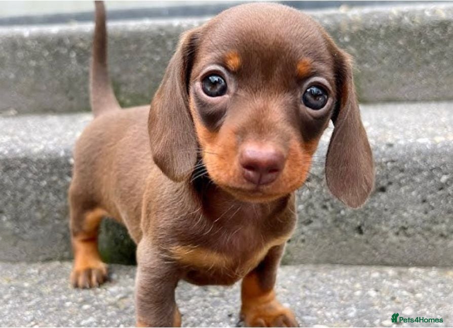 Miniature Dachshund dogs 🌈 All colours! Stunning mini dachshund pups 🐾  - Advert 1