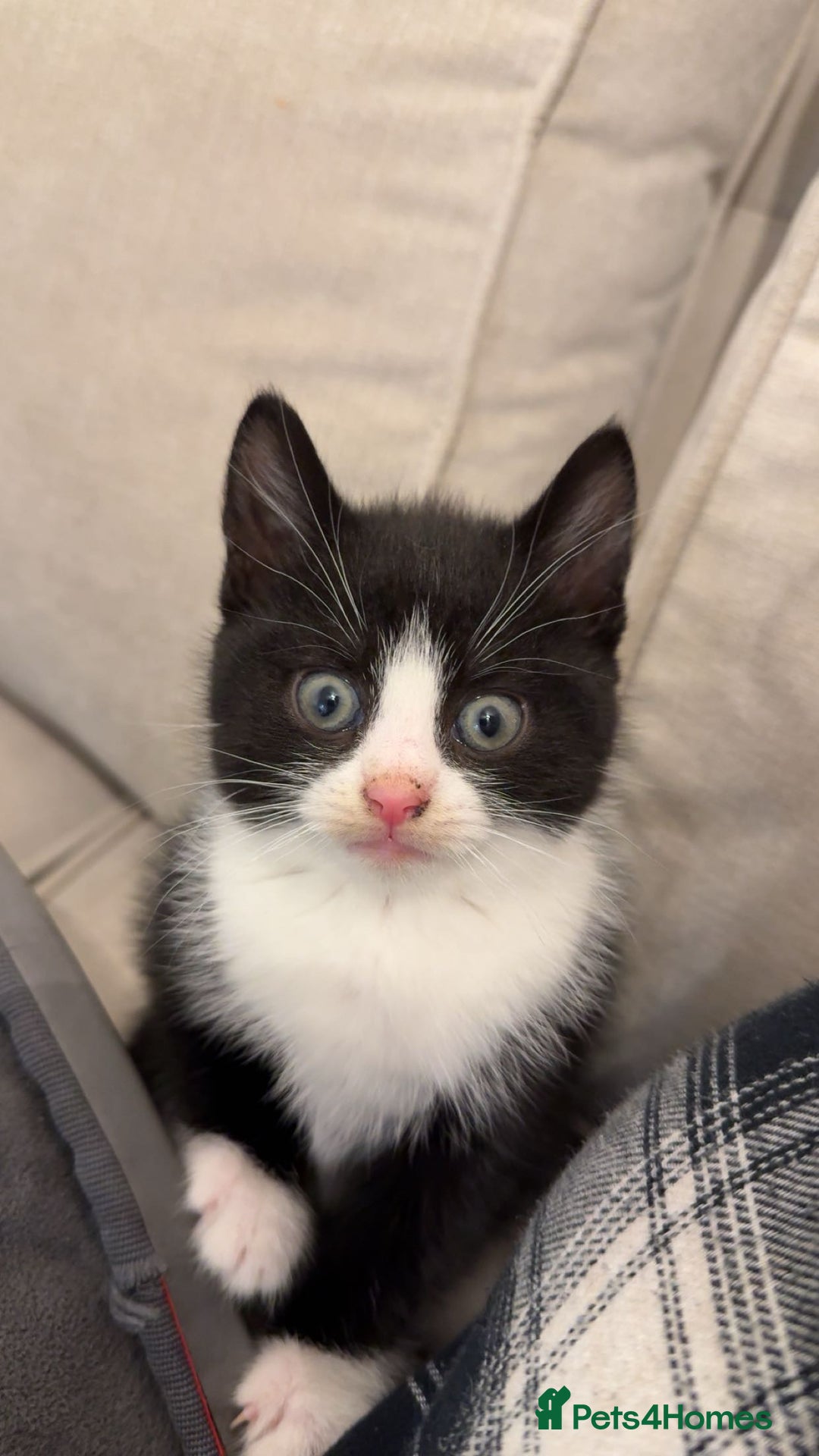 Mixed Breed cats for sale: 2 kittens for sale, 1 Female 1 Male - Advert 5