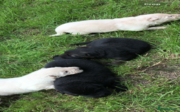 German Shepherd dogs for sale: German shepherd puppies  - Image 3
