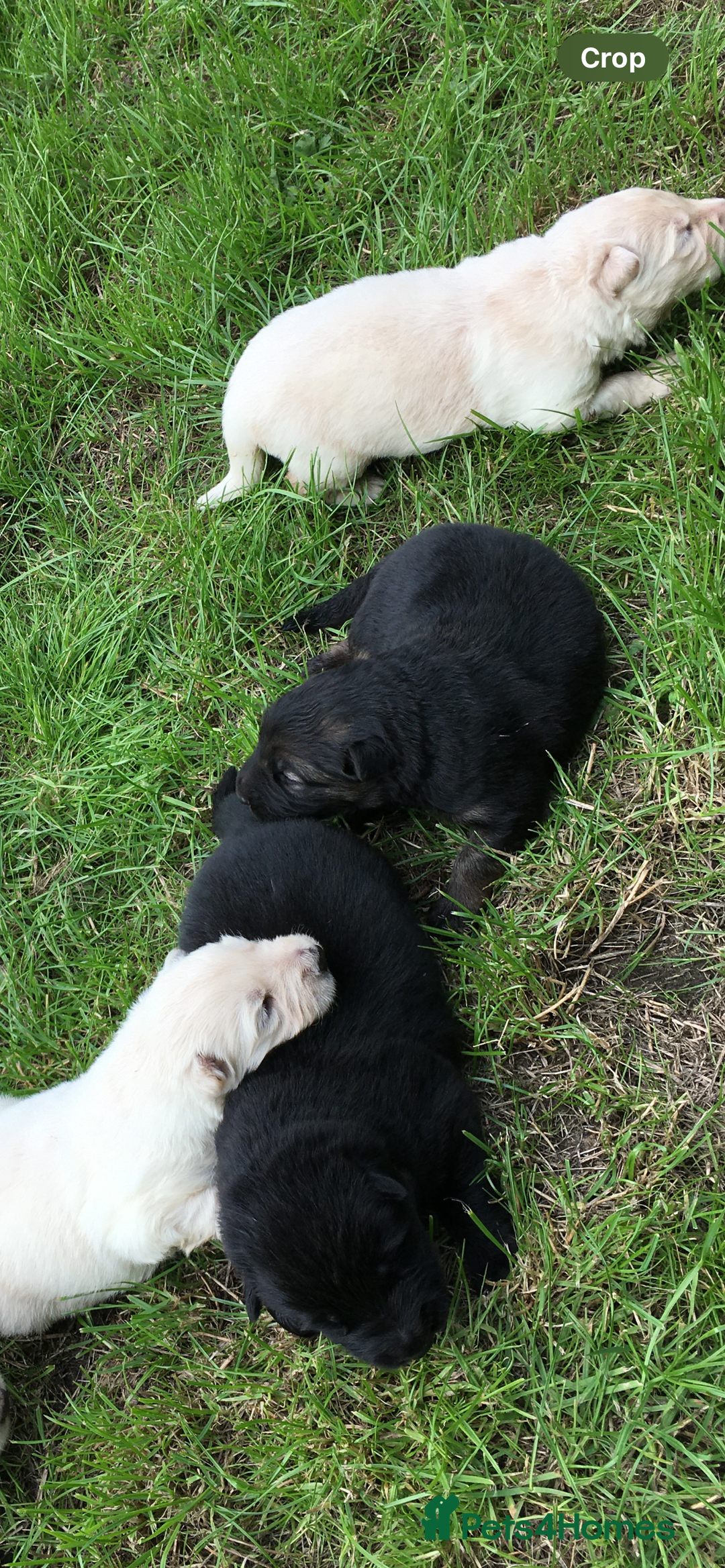 German Shepherd dogs for sale: German shepherd puppies  - Image 3