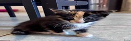 Mixed Breed cats for sale: Gorgeous calico kittens 🐾  - Advert 3