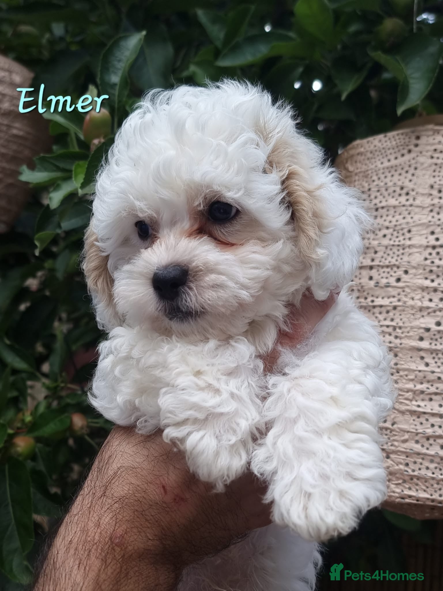 Shihpoo dogs ❤️Beautiful Shihpoo's❤️ - Advert 12