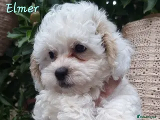 Shihpoo dogs ❤️Beautiful Shihpoo's❤️ - Advert 9