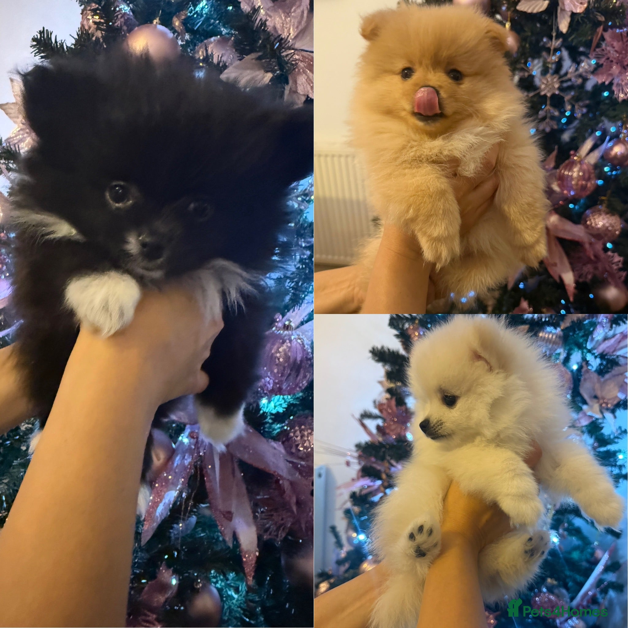 Pomeranian dogs  Pomeranian puppies  - Advert 7