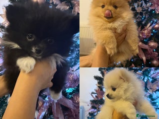 Pomeranian dogs Pomeranian puppies - Advert 13