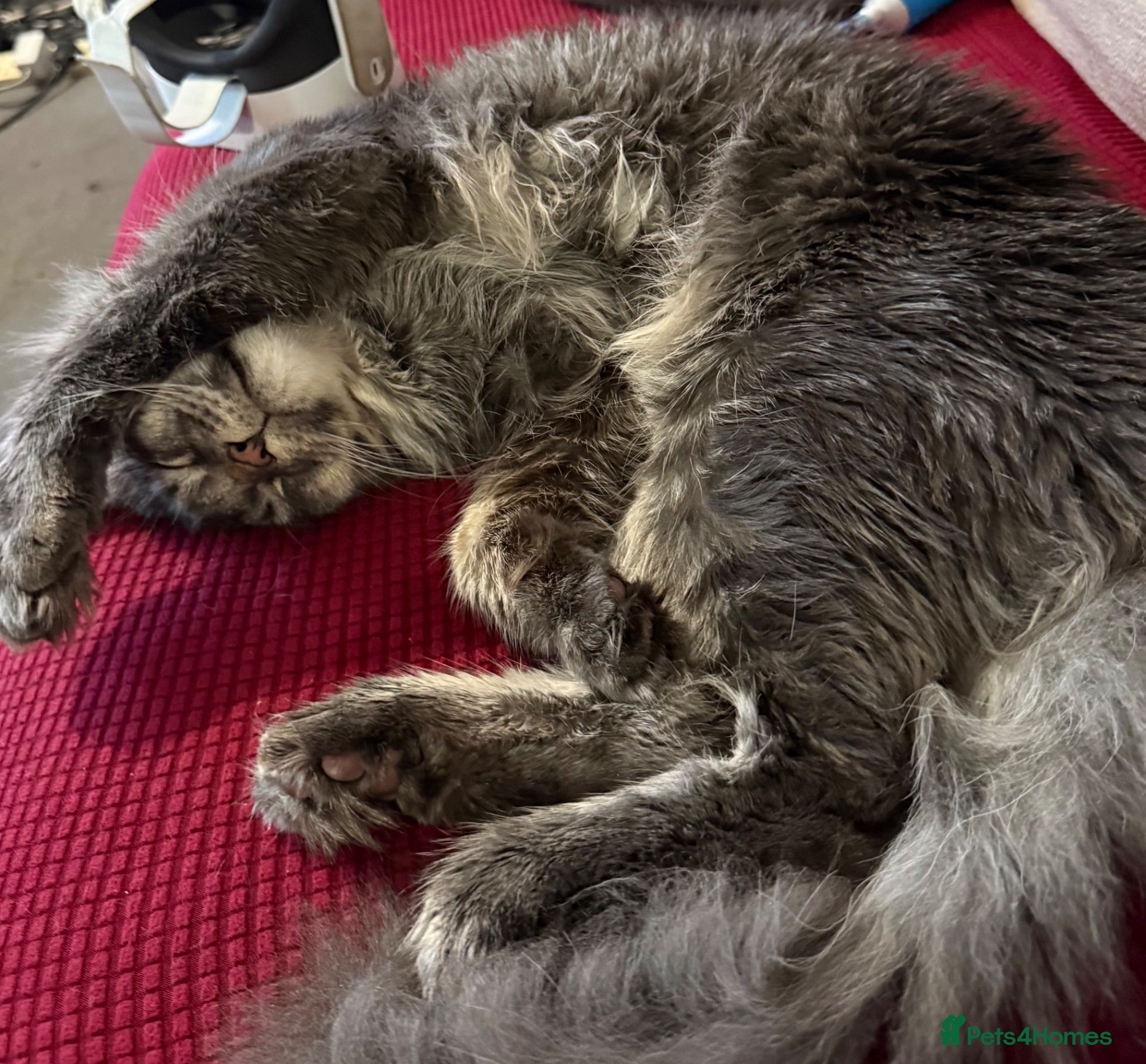 Maine Coon cats Russian Xl Maine coon Smokey  - Advert 1