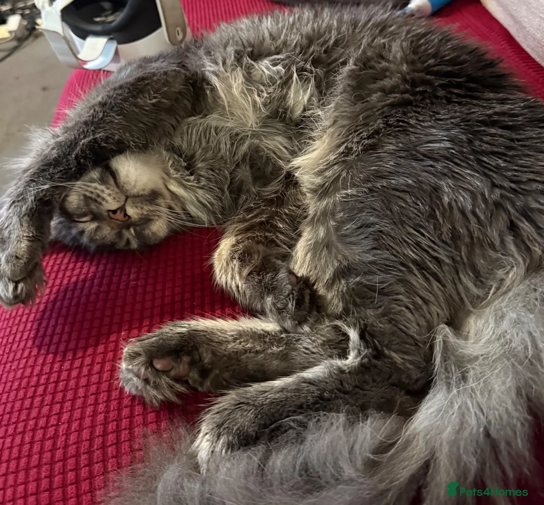 Maine Coon cats for sale: Russian Xl Maine coon Smokey  - Advert 1