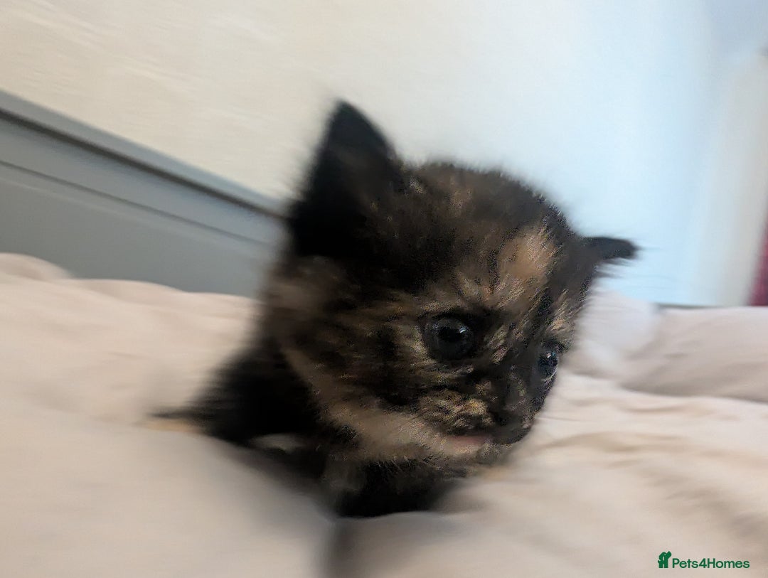 Mixed Breed cats for sale: Jet Black Tabby Kittens & Stunning Tortie Girl  - Advert 12