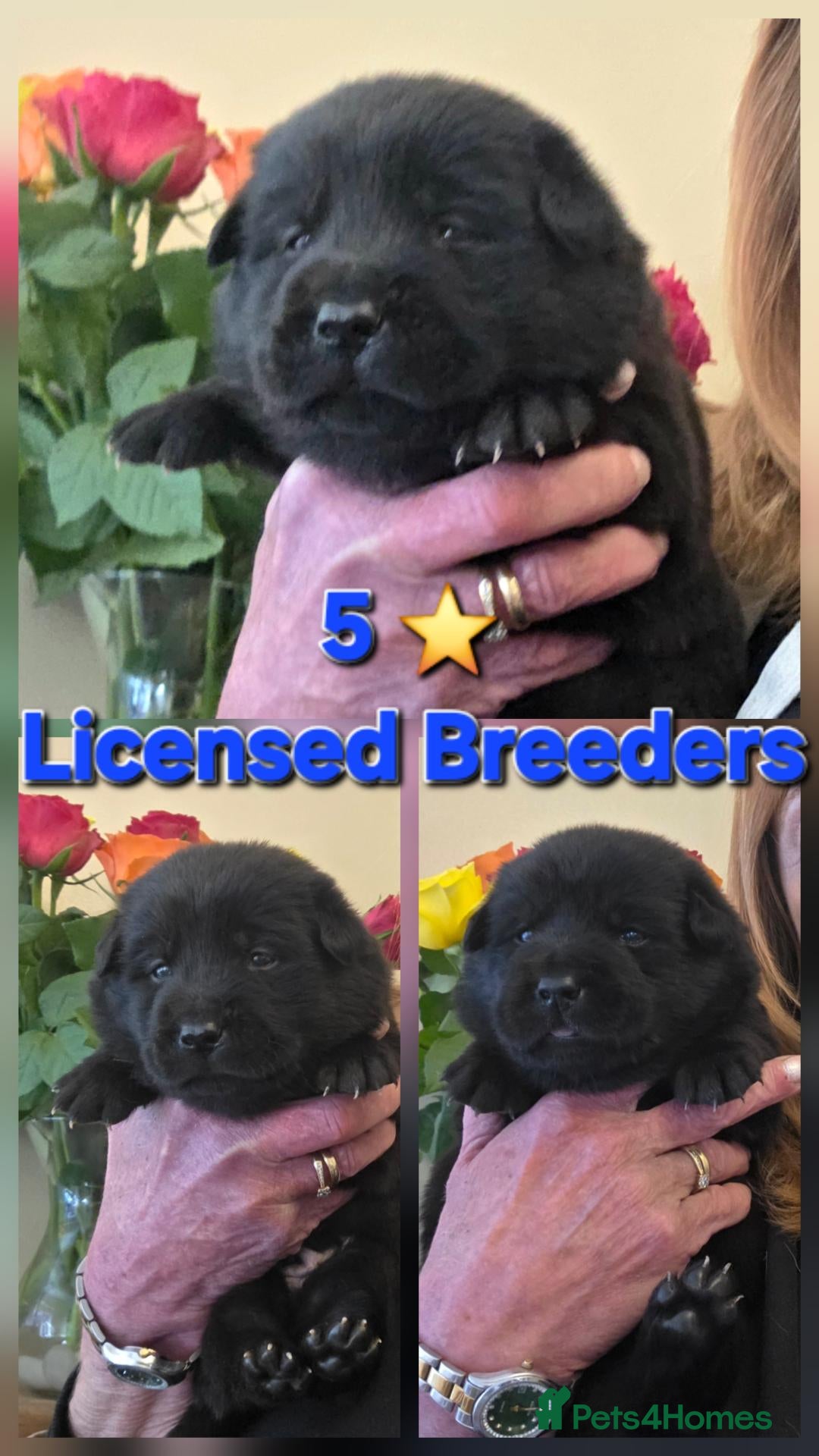 Mixed Breed dogs Gorgeous Chowador puppies. Chow x Lab - Advert 1