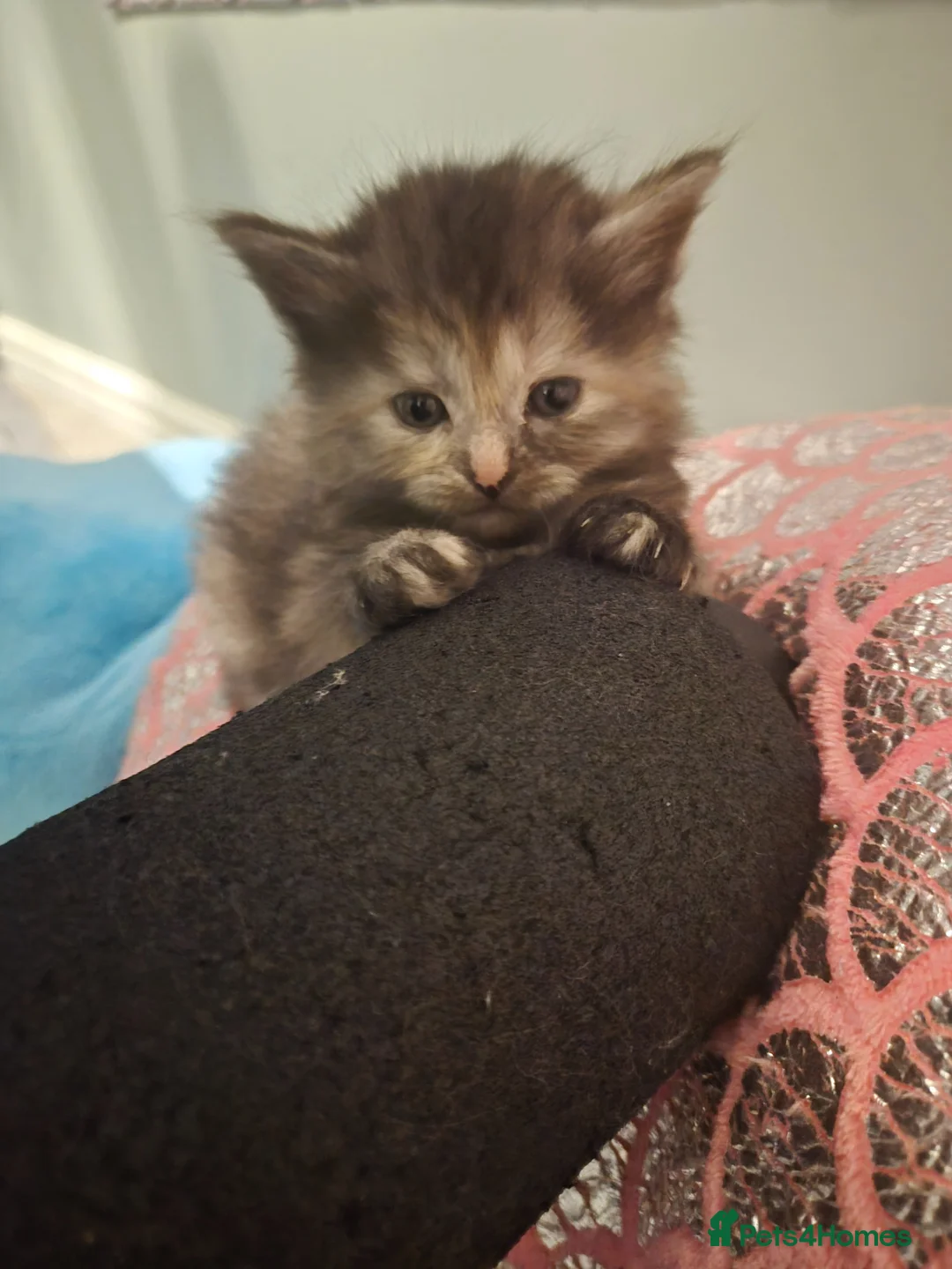 Maine Coon cats for sale: 3/4 main coon 2 Girls 1 Boy in Abingdon - Advert 2