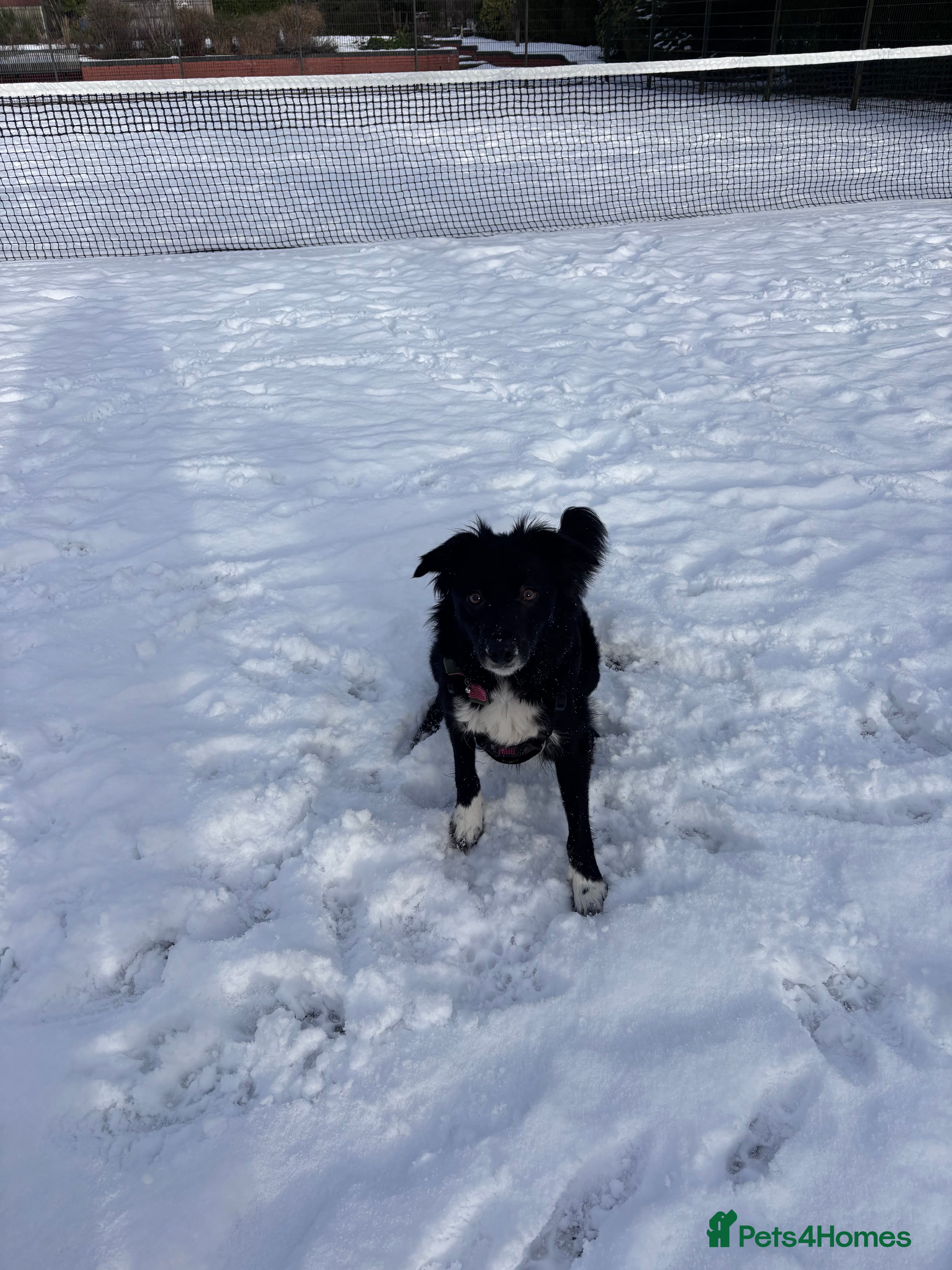Border Collie dogs Border collie -Meena  in Telford - Advert 8