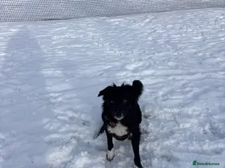 Border Collie dogs Border collie -Meena in Telford - Advert 1