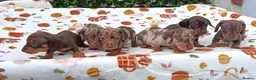 Miniature Dachshund dogs for sale: MINI DAXI KC REG PRA CLEAR - Advert 9