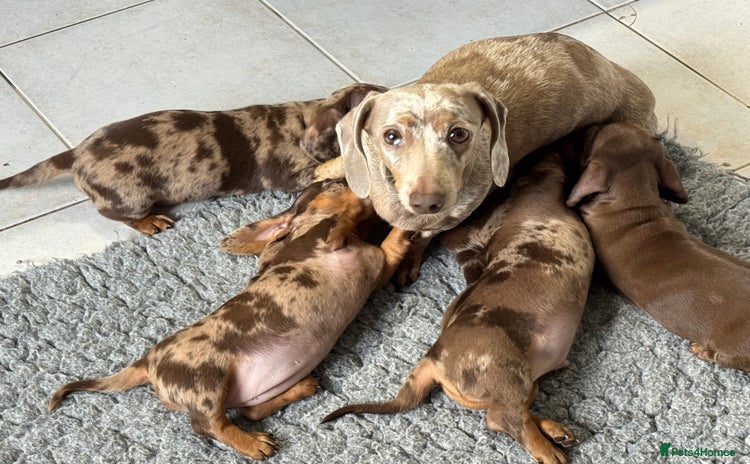 Dachshund dogs - Advert 1